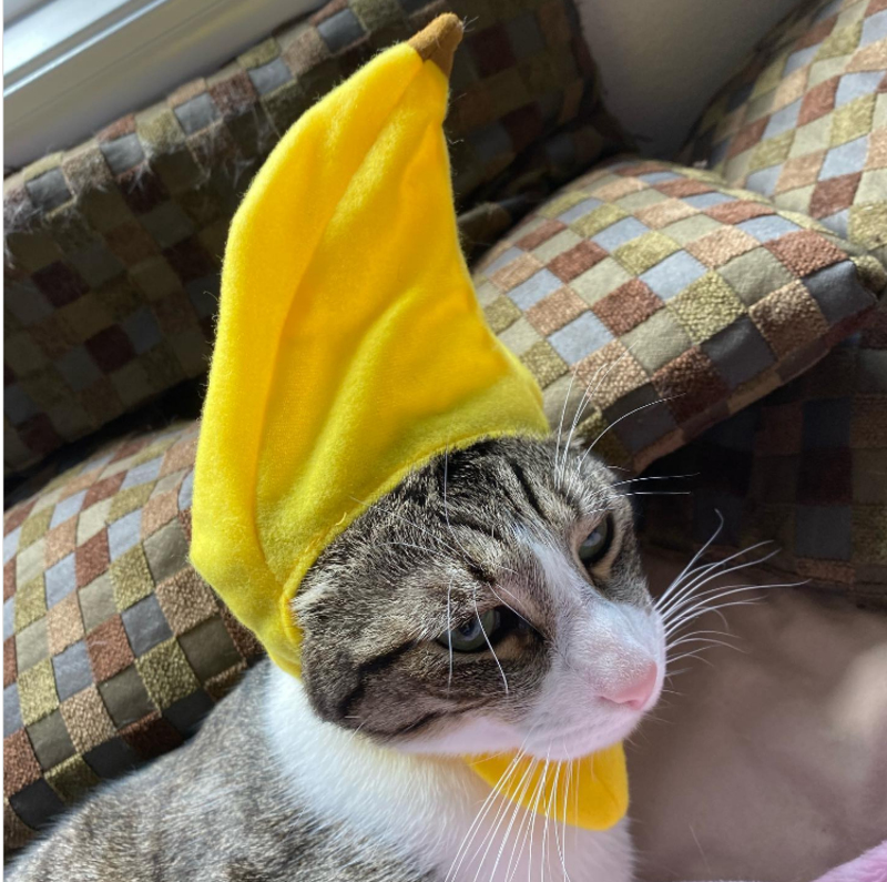 Banana Cat Hat | Instagram/@haku.the.popoki