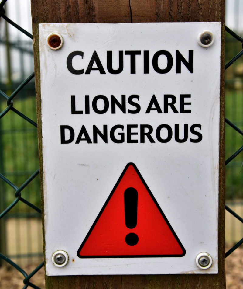 We Ain’t Lion | Alamy Stock Photo by Peter Bolter